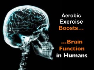 Aerobic  Exercise  Boosts… … Brain Function in Humans 