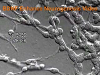 BDNF Enhance Neurogenesis Video 