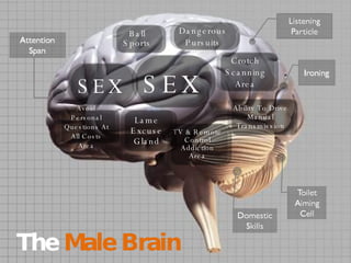 The   Male Brain SEX SEX The  Male Brain Ball Sports Dangerous Pursuits Crotch Scanning Area Ability To Drive Manual Transmission TV & Remote Control Addiction Area Lame Excuse Gland Avoid Personal Questions At All Costs Area 