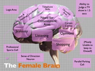 The   Male Brain Need for Commitment Area Jealousy The  Female Brain Telephone Skills Curtain Cortex Opinions Shopping Listening Chocolate Area Shoe &  Handbag Coordination 