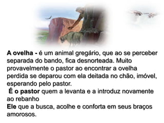 A ovelha - é um animal gregário, que ao se perceber
separada do bando, fica desnorteada. Muito
provavelmente o pastor ao encontrar a ovelha
perdida se deparou com ela deitada no chão, imóvel,
esperando pelo pastor.
É o pastor quem a levanta e a introduz novamente
ao rebanho
Ele que a busca, acolhe e conforta em seus braços
amorosos.

 
