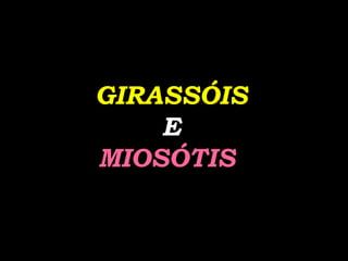 GIRASSÓIS   E   MIOSÓTIS  