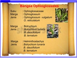 Bangsa Ophioglossales
Suku     : Ophioglossaceae
Marga    : Ophioglossum
Jenis    : Ophioglossum vulgatum
           O. reticulatum

Marga    : Botrychium
Jenis    : Botrychium lunaria
           B. daucifolium
           B. ternatum

Marga    : Helminthostachys
Jenis    : Botrychium lunaria
           B. daucifolium
           B. ternatum
 