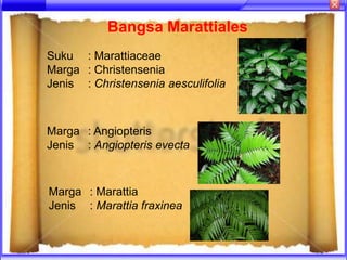 Bangsa Marattiales
Suku : Marattiaceae
Marga : Christensenia
Jenis : Christensenia aesculifolia



Marga : Angiopteris
Jenis : Angiopteris evecta



Marga : Marattia
Jenis : Marattia fraxinea
 