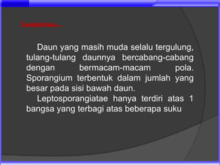 Lanjutan...


    Daun yang masih muda selalu tergulung,
 tulang-tulang daunnya bercabang-cabang
 dengan        bermacam-macam         pola.
 Sporangium terbentuk dalam jumlah yang
 besar pada sisi bawah daun.
    Leptosporangiatae hanya terdiri atas 1
 bangsa yang terbagi atas beberapa suku
 