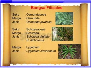 Bangsa Filicales
Suku    : Osmundaceae
Marga   : Osmunda
Jenis   : Osmunda javanica

Suku    : Schizaeaceae
Marga   : Schizaea
Jenis   : Schizaea digitata
          S. dichotoma

Marga   : Lygodium
Jenis   : Lygodium circinnatum
 