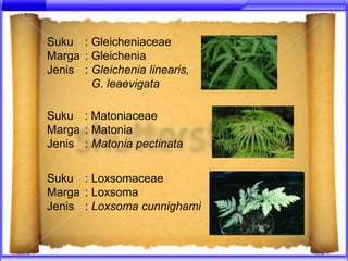 Suku : Gleicheniaceae
Marga : Gleichenia
Jenis : Gleichenia linearis,
        G. leaevigata

Suku : Matoniaceae
Marga : Matonia
Jenis : Matonia pectinata

Suku : Loxsomaceae
Marga : Loxsoma
Jenis : Loxsoma cunnighami
 