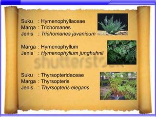 Suku : Hymenophyllaceae
Marga : Trichomanes
Jenis : Trichomanes javanicum

Marga : Hymenophyllum
Jenis : Hymenophyllum junghuhnii



Suku : Thyrsopteridaceae
Marga : Thyrsopteris
Jenis : Thyrsopteris elegans
 