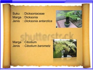 Suku : Dicksoniaceae
Marga : Dicksonia
Jenis : Dicksonia antarctica




Marga : Cibotium
Jenis : Cibotium barometz
 