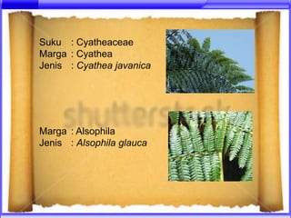 Suku : Cyatheaceae
Marga : Cyathea
Jenis : Cyathea javanica




Marga : Alsophila
Jenis : Alsophila glauca
 