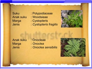 Suku        : Polypodiaceae
Anak suku   : Woodsieae
Marga       : Cystopteris
Jenis       : Cystopteris fragilis




Anak suku   : Onocleae
Marga       : Onoclea
Jenis       : Onoclea sensibilis
 