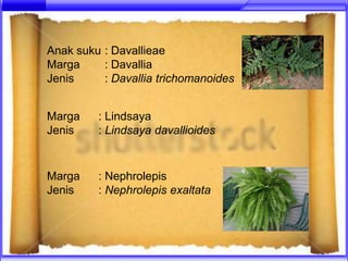 Anak suku : Davallieae
Marga     : Davallia
Jenis     : Davallia trichomanoides


Marga    : Lindsaya
Jenis    : Lindsaya davallioides


Marga    : Nephrolepis
Jenis    : Nephrolepis exaltata
 