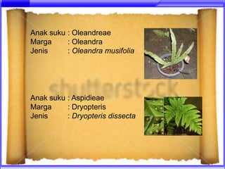 Anak suku : Oleandreae
Marga     : Oleandra
Jenis     : Oleandra musifolia




Anak suku : Aspidieae
Marga     : Dryopteris
Jenis     : Dryopteris dissecta
 