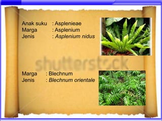 Anak suku : Asplenieae
Marga     : Asplenium
Jenis     : Asplenium nidus




Marga   : Blechnum
Jenis   : Blechnum orientale
 