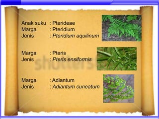 Anak suku : Pterideae
Marga     : Pteridium
Jenis     : Pteridium aquilinum


Marga      : Pteris
Jenis      : Pteris ensiformis


Marga      : Adiantum
Jenis      : Adiantum cuneatum
 