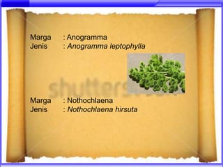 Marga   : Anogramma
Jenis   : Anogramma leptophylla




Marga   : Nothochlaena
Jenis   : Nothochlaena hirsuta
 