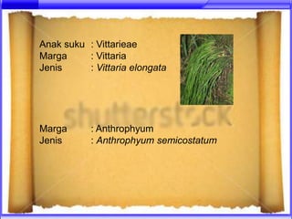 Anak suku : Vittarieae
Marga     : Vittaria
Jenis     : Vittaria elongata




Marga      : Anthrophyum
Jenis      : Anthrophyum semicostatum
 