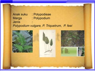 Anak suku : Polypodieae
Marga       : Polypodium
Jenis       :
Polypodium vulgare, P. Triquetrum, P. feei
 