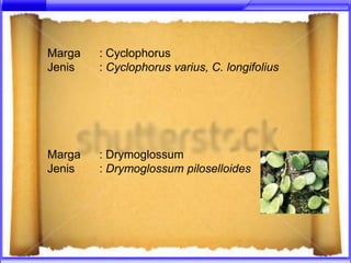 Marga   : Cyclophorus
Jenis   : Cyclophorus varius, C. longifolius




Marga   : Drymoglossum
Jenis   : Drymoglossum piloselloides
 