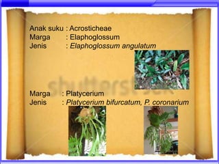 Anak suku : Acrosticheae
Marga     : Elaphoglossum
Jenis     : Elaphoglossum angulatum




Marga   : Platycerium
Jenis   : Platycerium bifurcatum, P. coronarium
 