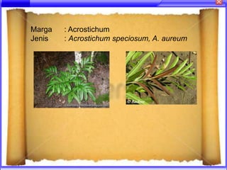 Marga   : Acrostichum
Jenis   : Acrostichum speciosum, A. aureum
 