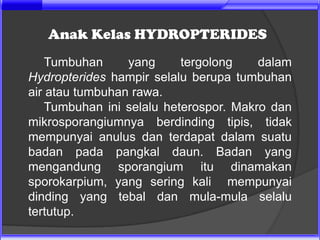 Anak Kelas HYDROPTERIDES
    Tumbuhan     yang      tergolong    dalam
Hydropterides hampir selalu berupa tumbuhan
air atau tumbuhan rawa.
    Tumbuhan ini selalu heterospor. Makro dan
mikrosporangiumnya berdinding tipis, tidak
mempunyai anulus dan terdapat dalam suatu
badan pada pangkal daun. Badan yang
mengandung sporangium itu dinamakan
sporokarpium, yang sering kali mempunyai
dinding yang tebal dan mula-mula selalu
tertutup.
 