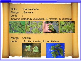 Suku      : Salviniaceae
Marga : Salvinia
Jenis     :
Salvinia natans,S. cucullata, S. minima, S. molesta




Marga    : Azolla
Jenis    : Azolla pinnata , A. caroliniana
 