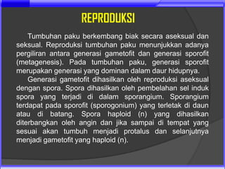 REPRODUKSI
    Tumbuhan paku berkembang biak secara aseksual dan
seksual. Reproduksi tumbuhan paku menunjukkan adanya
pergiliran antara generasi gametofit dan generasi sporofit
(metagenesis). Pada tumbuhan paku, generasi sporofit
merupakan generasi yang dominan dalam daur hidupnya.
    Generasi gametofit dihasilkan oleh reproduksi aseksual
dengan spora. Spora dihasilkan oleh pembelahan sel induk
spora yang terjadi di dalam sporangium. Sporangium
terdapat pada sporofit (sporogonium) yang terletak di daun
atau di batang. Spora haploid (n) yang dihasilkan
diterbangkan oleh angin dan jika sampai di tempat yang
sesuai akan tumbuh menjadi protalus dan selanjutnya
menjadi gametofit yang haploid (n).
 