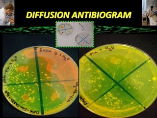 DIFFUSION ANTIBIOGRAM
 