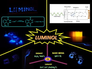 BASIC MEDIA
(pH = 9)
CATALYST
(Cu2+, Co2+, [Fe(CN)6]3-)
OXIDANT
(H2O2, “ROS”)
LUMINOL
CL
NH2
NH
NH
O
O
+ 2 OH
NH2
O
O
O
O
+ 2 H2O + N2 + hv
oxidation
 