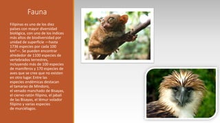 Fauna
Filipinas es uno de los diez
países con mayor diversidad
biológica, con uno de los índices
más altos de biodiversidad por
unidad de superficie —hasta
1736 especies por cada 100
km²—. Se pueden encontrar
alrededor de 1100 especies de
vertebrados terrestres,
incluyendo más de 100 especies
de mamíferos y 170 especies de
aves que se cree que no existen
en otro lugar. Entre las
especies endémicas destacan
el tamarao de Mindoro,
el venado manchado de Bisayas,
el ciervo-ratón filipino, el jabalí
de las Bisayas, el lémur volador
filipino y varias especies
de murciélagos.
 