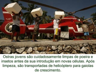 Ostras jovens são cuidadosamente limpas de poeira e
insetos antes da sua introdução em novas células. Após
limpeza, são transportadas de helicóptero para gaiolas
de crescimento.
 