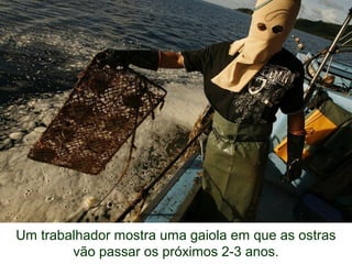 Um trabalhador mostra uma gaiola em que as ostras
vão passar os próximos 2-3 anos.
 