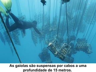 As gaiolas são suspensas por cabos a uma
profundidade de 15 metros.
 