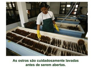 As ostras são cuidadosamente lavadas
antes de serem abertas.
 