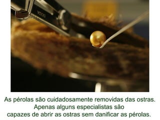 As pérolas são cuidadosamente removidas das ostras.
Apenas alguns especialistas são
capazes de abrir as ostras sem danificar as pérolas.
 