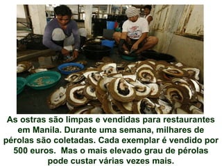 As ostras são limpas e vendidas para restaurantes
em Manila. Durante uma semana, milhares de
pérolas são coletadas. Cada exemplar é vendido por
500 euros. Mas o mais elevado grau de pérolas
pode custar várias vezes mais.
 