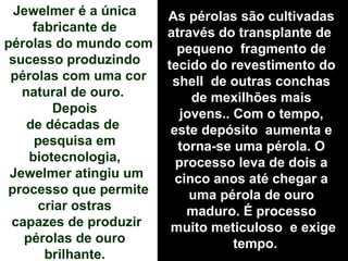 Jewelmer é a única
fabricante de
pérolas do mundo com
sucesso produzindo
pérolas com uma cor
natural de ouro.
Depois
de décadas de
pesquisa em
biotecnologia,
Jewelmer atingiu um
processo que permite
criar ostras
capazes de produzir
pérolas de ouro
brilhante.
As pérolas são cultivadas
através do transplante de
pequeno fragmento de
tecido do revestimento do
shell de outras conchas
de mexilhões mais
jovens.. Com o tempo,
este depósito aumenta e
torna-se uma pérola. O
processo leva de dois a
cinco anos até chegar a
uma pérola de ouro
maduro. É processo
muito meticuloso e exige
tempo.
 