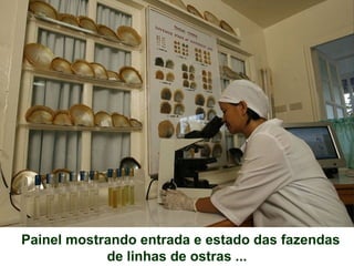 Painel mostrando entrada e estado das fazendas
de linhas de ostras ...
 