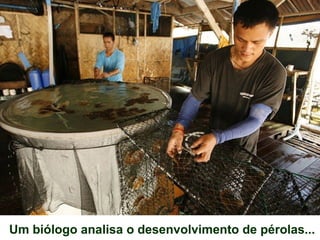 Um biólogo analisa o desenvolvimento de pérolas...
 