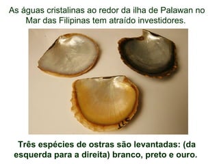 As águas cristalinas ao redor da ilha de Palawan no
Mar das Filipinas tem atraído investidores.
Três espécies de ostras são levantadas: (da
esquerda para a direita) branco, preto e ouro.
 