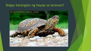 Ibigay katangian ng hayop sa larawan?
 