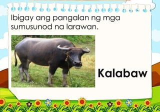 Ibigay ang pangalan ng mga
sumusunod na larawan.
Kalabaw
 