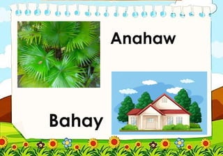 Anahaw
Bahay
 