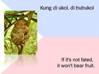 Kung di ukol, di bubukol If it's not fated,  it won't bear fruit. 