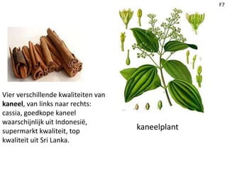 F7
Vier verschillende kwaliteiten van
kaneel, van links naar rechts:
cassia, goedkope kaneel
waarschijnlijk uit Indonesië,
supermarkt kwaliteit, top
kwaliteit uit Sri Lanka.
kaneelplant
 