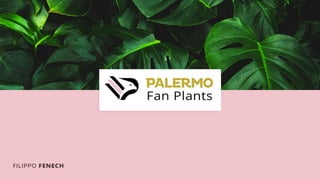 Palermo Fan Plants