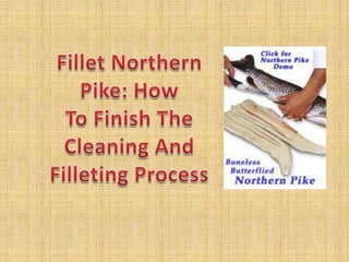 Fillet Northern Pike: How To Finish The Cleaning And Filleting Process 