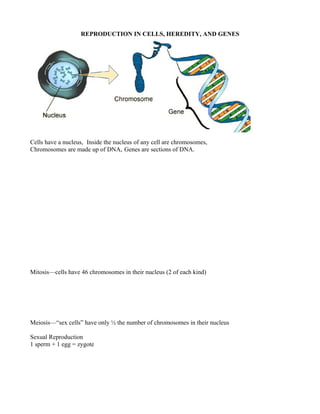 REPRODUCTION IN CELLS, HEREDITY, AND GENES




Cells have a nucleus, Inside the nucleus of any cell are chromosomes,
Chromosomes are made up of DNA, Genes are sections of DNA.




Mitosis—cells have 46 chromosomes in their nucleus (2 of each kind)




Meiosis—“sex cells” have only ½ the number of chromosomes in their nucleus

Sexual Reproduction
1 sperm + 1 egg = zygote
 