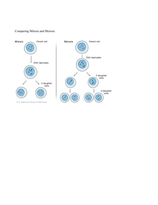 Comparing Mitosis and Meiosis
 